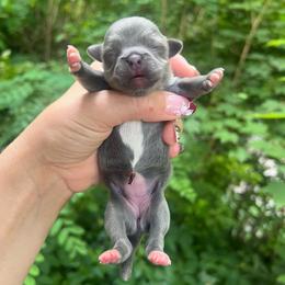 Solid Blue Girl with White Paws - Gray female Pekingese puppy in Maggie Valley, North Carolina from Wild Flower Pekingese