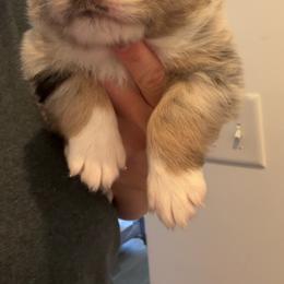 Big Hoffa - Blue merle male Miniature Australian Shepherd puppy in Greenwood, Indiana from Above All Aussies