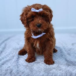 Summer - Red  female Goldendoodle puppy in Apopka, Florida from Rae Precious Puppies