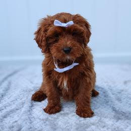 Summer - Red  female Goldendoodle puppy in Apopka, Florida from Rae Precious Puppies