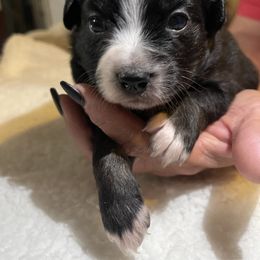 Miniature Australian Shepherd Puppies from Yost Family Mini Aussies