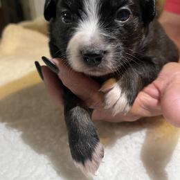 Miniature Australian Shepherd Puppies from Yost Family Mini Aussies