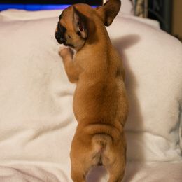 French Bulldog Puppies from For The Love of Frenchies