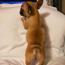 French Bulldog Puppies from For The Love of Frenchies