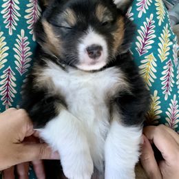 Australian Shepherd Puppies from Highline