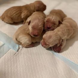 Golden Retriever puppies from Storm Chasers- Golden Retrievers & Basset Hounds
