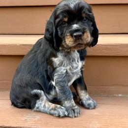 Sequoia (Green) - Black white and tan female English Springer Spaniel puppy in Conifer, Colorado from Majestic Mountain Springs
