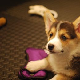 Pembroke Welsh Corgi Puppies from Heulyn Corgis