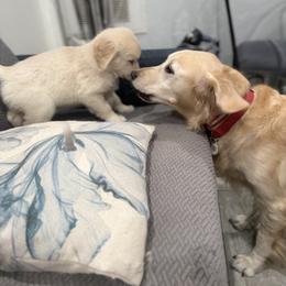 Opal - Golden female Golden Retriever puppy in Aliso Viejo, California from Golden Puppy Dog