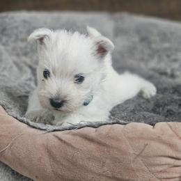 Winter - Blue Collar - White male West Highland White Terrier puppy in Toronto, Ohio from Shekinah’s Mi-Kis & Cricket Hill’s Westies
