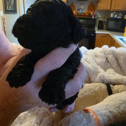 Miss Brown - Black female Poodle puppy in Parachute, Colorado from shelby ealey