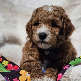 Bernedoodle, Bernese Mountain Dog, Cavapoo, Goldendoodle, and Poodle Puppies from Happy Valley Puppies