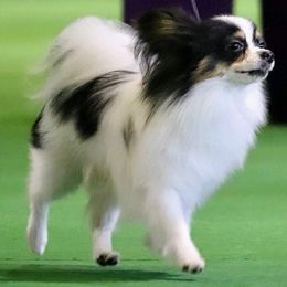 Papillon Puppies from Koh Tang Kennels