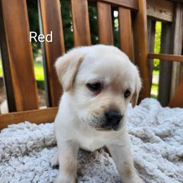 Red collar - Yellow female Labrador Retriever puppy in Mossyrock, Washington from White River Labradors