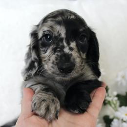 Drum - Dapple male Dachshund puppy in Ballinger, Texas from Missy’s Mini Dachshunds