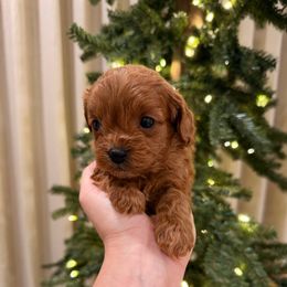 Liam - Red male Cavapoo puppy in Midland, North Carolina from Rocky River Cavapoos