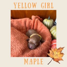 Maple - Red Cavapoo puppy in Columbus, Ohio from FamilyOodles