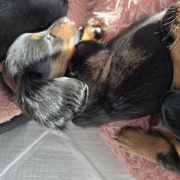 Dachshund Puppies from EZ 2 Love Dachshunds