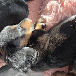 Dachshund Puppies from EZ 2 Love Dachshunds