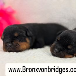 Girl 1 - Black and tan female Rottweiler puppy in Danieslville, Georgia from Bronx Von Bridges Rottweilers