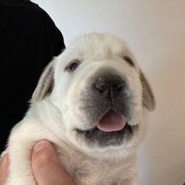 Labrador Retriever Puppies from Kanaloa Labs