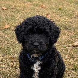 Kayce - Black and white male Aussiedoodle puppy in Abbeville, South Carolina from Double E Doodles