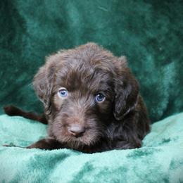 Anelli - Chocolate female Labradoodle puppy in Lanexa, Virginia from Lees Reach Farm