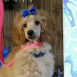 Blue - Poodle