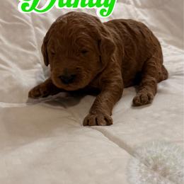 Dandy - Red  male Poodle puppy in Sheridan, California from Renegade Standard Poodles