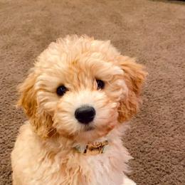Cavapoo, Pyredoodle, and Sheepadoodle Puppies from Davis Family Doodles