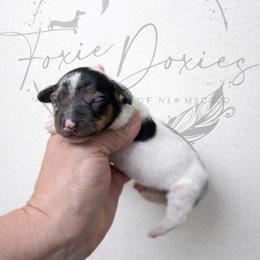Peter - Dapple male Dachshund puppy in Deming, New Mexico from FoxieDoxies of New Mexico
