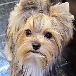 Yorkshire Terriers from Tiny Tailz