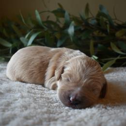 Aussiedoodle and Goldendoodle Puppies from Classic City Doodles
