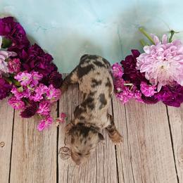 Macho - Dapple male Dachshund puppy in Florence, Arizona from Doxie Town Az