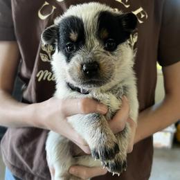 Girl 2 - Blue female Australian Cattle Dog puppy in Irvington, Kentucky from Dry Valley’s Australian Cattle Dogs