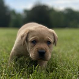 Jack Russell Terrier and Labrador Retriever Puppies from Canine Assist