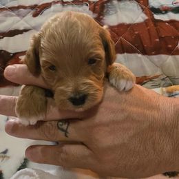 Prancer - Red  female Goldendoodle puppy in Home, Pennsylvania from Plum Creek Acres Next Generation