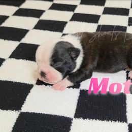 Moto - Black and white female Boston Terrier puppy in Lead Hill, Arkansas from Bull Shoals Bostons
