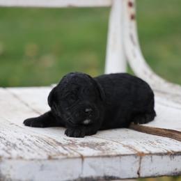 Peanut - Black male Whoodle puppy in West Bend, Iowa from Blue Skies Terriers