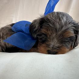 Cavapoo and Maltipoo Puppies from Julie Chandler