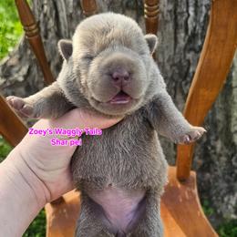 Penny - Blue dilute female Chinese Shar-Pei puppy in Minden, Louisiana from Zoey's Waggly Tails