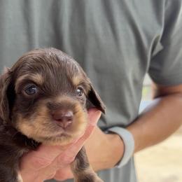 Dachshund Puppies from Lone Star Dachshunds