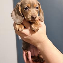 Butterscotch - Fawn (isabella) and tan female Dachshund puppy in Sterling, Colorado from Country Chics Doxies