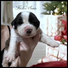 Green - Mahogany and white male Saint Bernard puppy in New Philadelphia, Ohio from Fletchers Saints