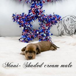 Maui - Cream male Dachshund puppy in Prairieville, Louisiana from Southern Barron Danes & Dachshunds