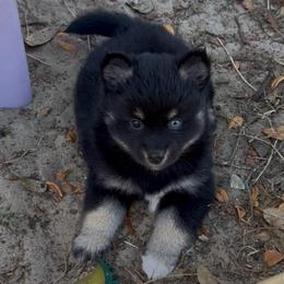 Roxie - Black female Pomsky puppy in Spring Hill, Florida from PDQ Pomskies