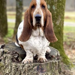 Basset Hound All Grown Up from RiverBottom Bassets