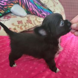 Chihuahua Puppies from Elegant Exotic Chihuahua's