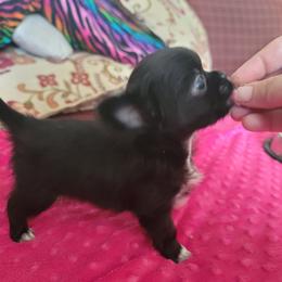 Chihuahua Puppies from Elegant Exotic Chihuahua's