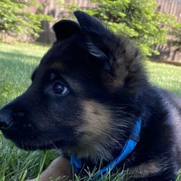 Boy 3 - Black and red German Shepherd puppy in Galt, California from At Redwood Runs